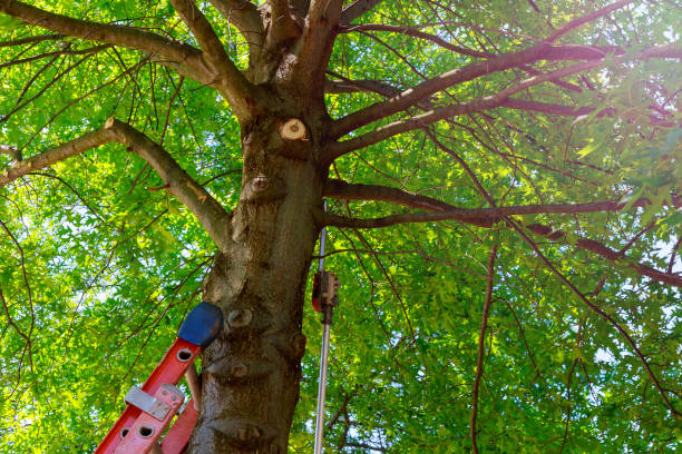 Emergency Storm Tree Removal in Forest Ranch, CA